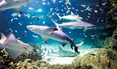 AquaDom & SEA LIFE Berlin